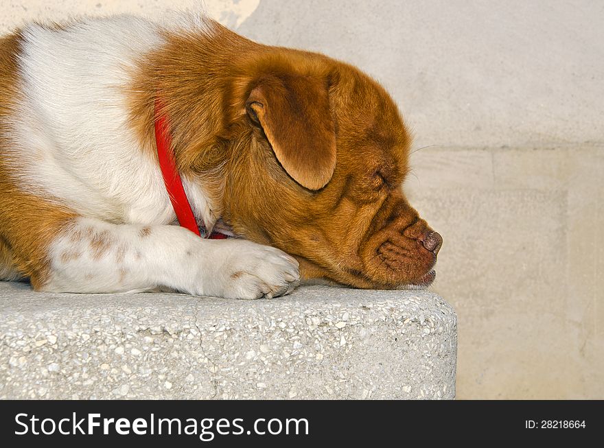 Brown head dog with a red collar sleeping on a concrete stair. Brown head dog with a red collar sleeping on a concrete stair