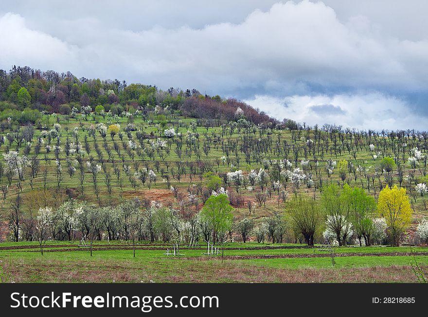 Trees on a green hill in a cloudy day