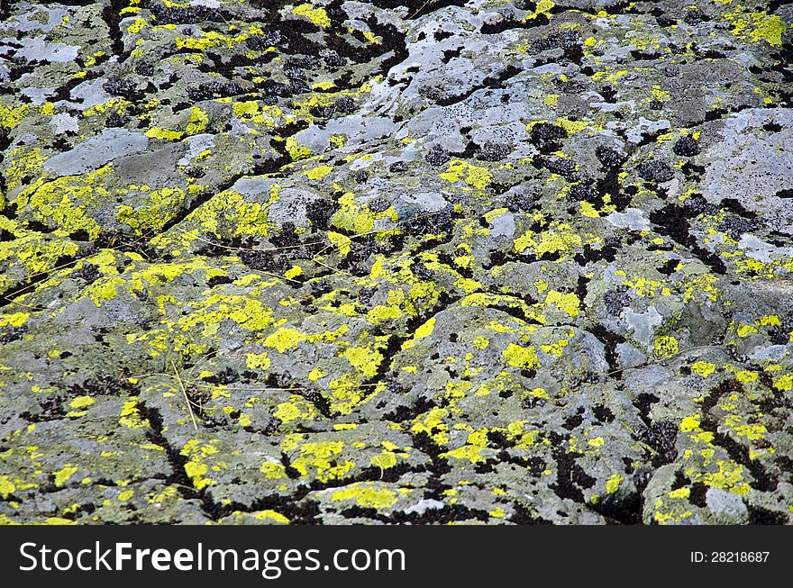 Grunge stone surface with fresh and scorched moss