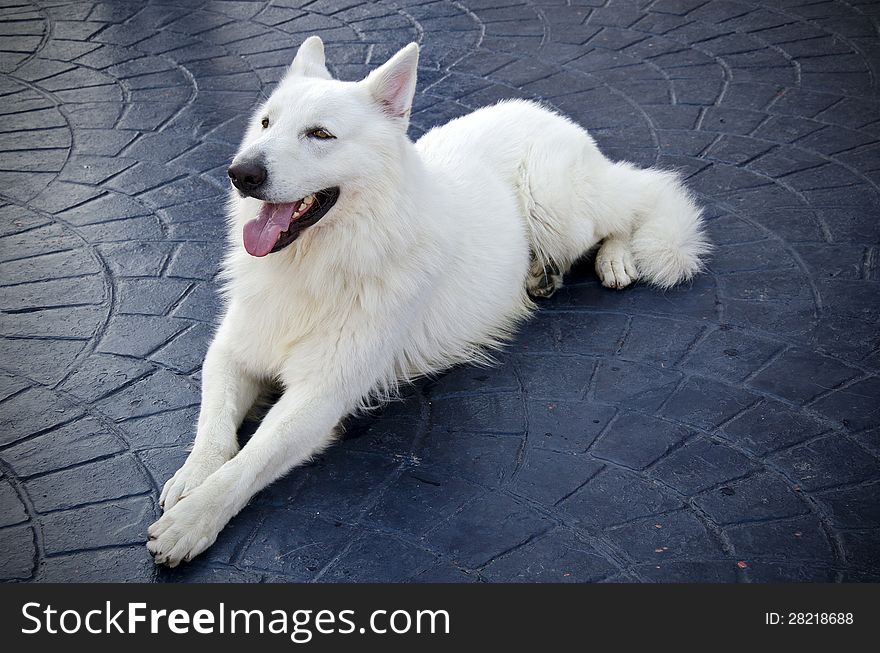 White swiss shepherd laying on a textured concrete ground