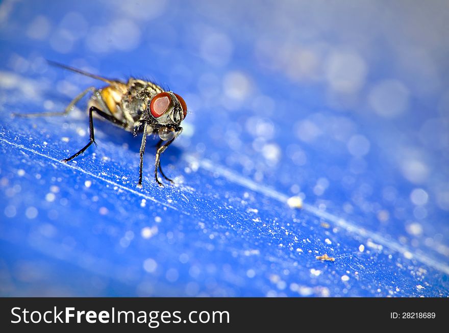Close up of a house fly on a blue background