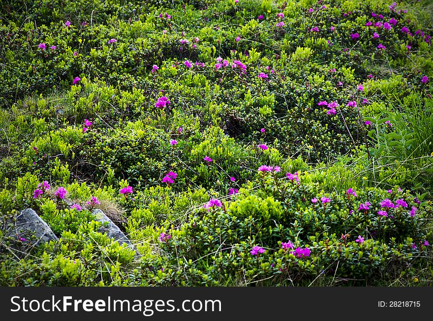 Rhododendrons flowers carpet in a sunny day