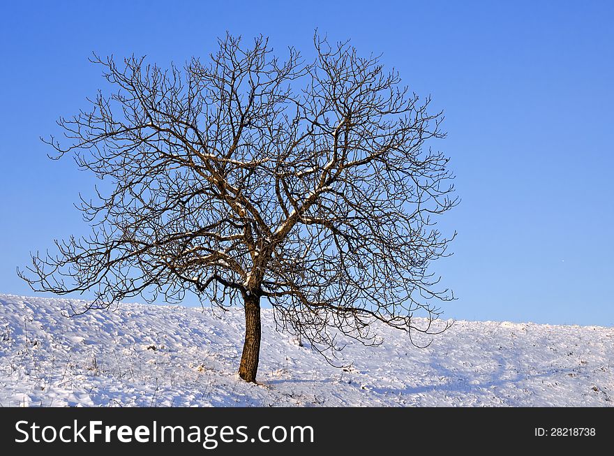 Winter scenery with lonely naked tree on a sunny day