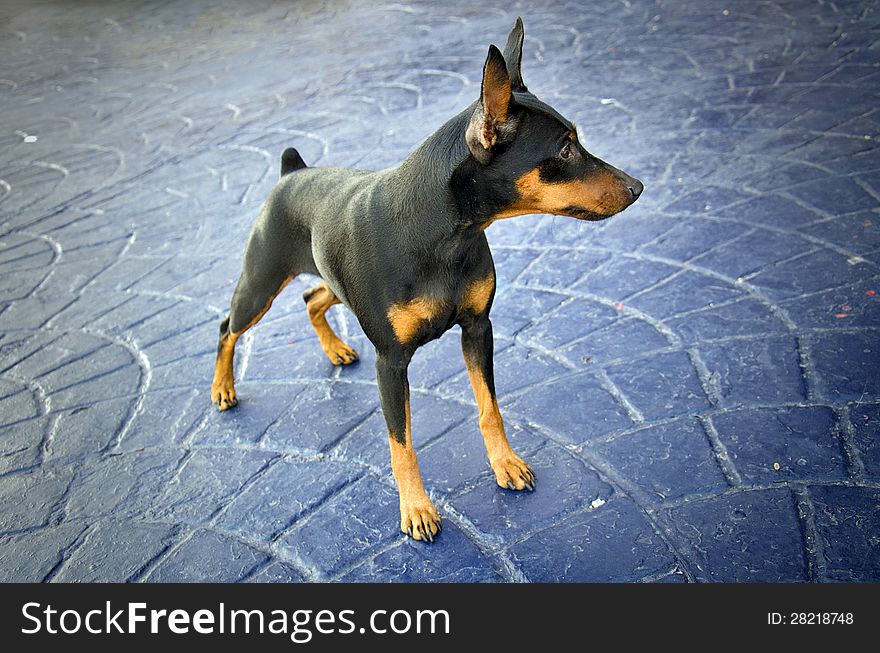 Miniature pincher on a textured concrete ground