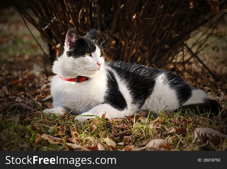 Cat sitting on a grass and leaves bedding in an autumn day