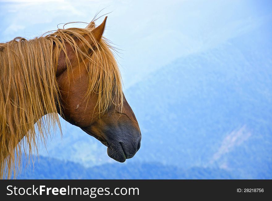 Brown and hairy horse head on a bluish mountain landscape