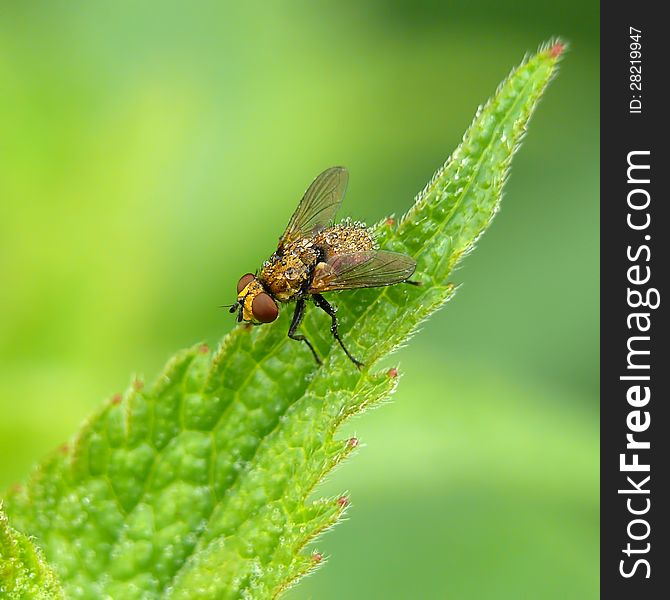 Clytiomya continua is a European species of fly in the family Tachinidae. Sitting on a nettle leaf.