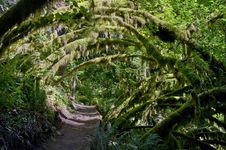 Archway Path Of Mossy Trees In Forest Stock Image