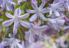 Beautiful Violet Bluebells On Blurred Background Royalty Free Stock Images Beautiful Violet Bluebells On Blurred Background Royalty Free Stock Images
