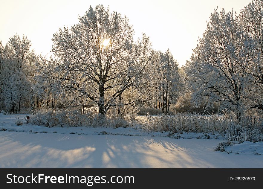 Sunrise frosty winter morning in the meadows. Sunrise frosty winter morning in the meadows