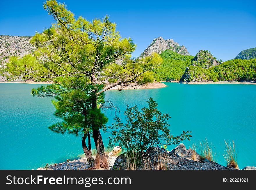 Small green tree against the azure waters of a mountain lake