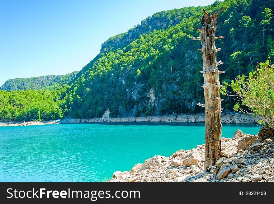Dry tree trunk on the shore of a mountain lake.