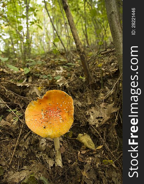 Toadstool with orange hat in the woods. Toadstool with orange hat in the woods