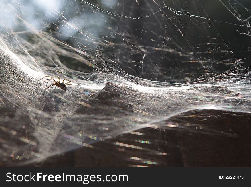 Spider expecting the victim sits on a web. Spider expecting the victim sits on a web