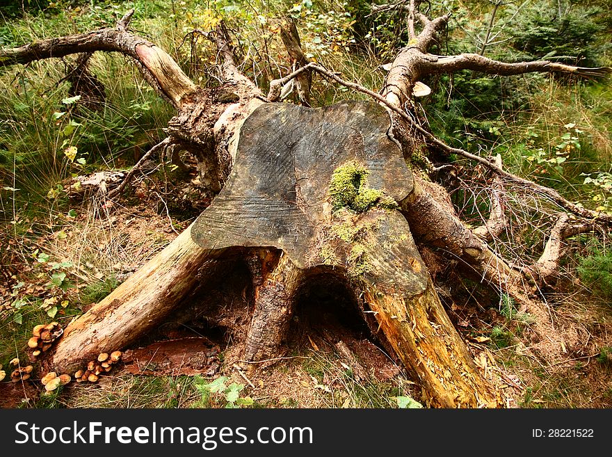 Large stump taken out of the country