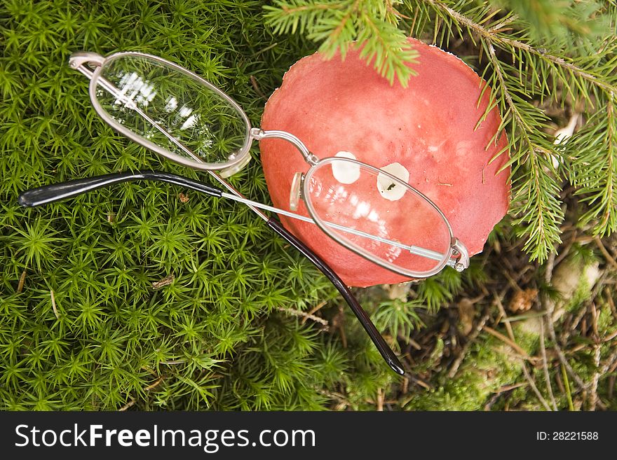 Red hat poisonous mushrooms with spectacles. Red hat poisonous mushrooms with spectacles