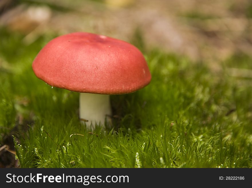 Mushroom with red hat on green moss. Mushroom with red hat on green moss