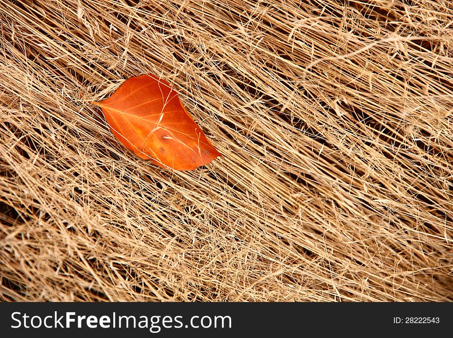 Orange leaf in the dry grass. Orange leaf in the dry grass