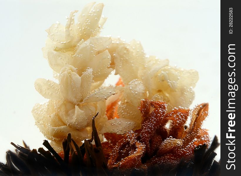 Tiny bubbles on flowering blooming tea in glass teapot. Tiny bubbles on flowering blooming tea in glass teapot