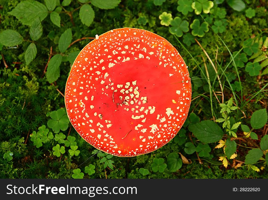 View of a red toadstool in green vegetation from above. View of a red toadstool in green vegetation from above