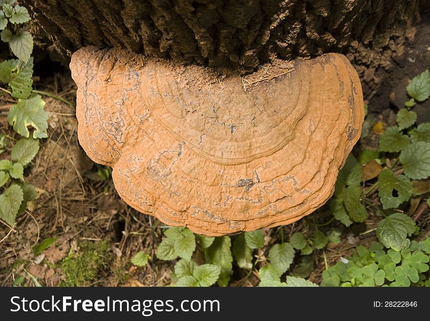 Yellow mushroom on a tree trunk. Yellow mushroom on a tree trunk