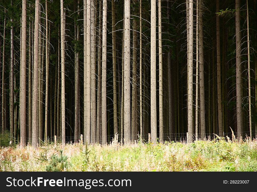 Trunks Of Conifers