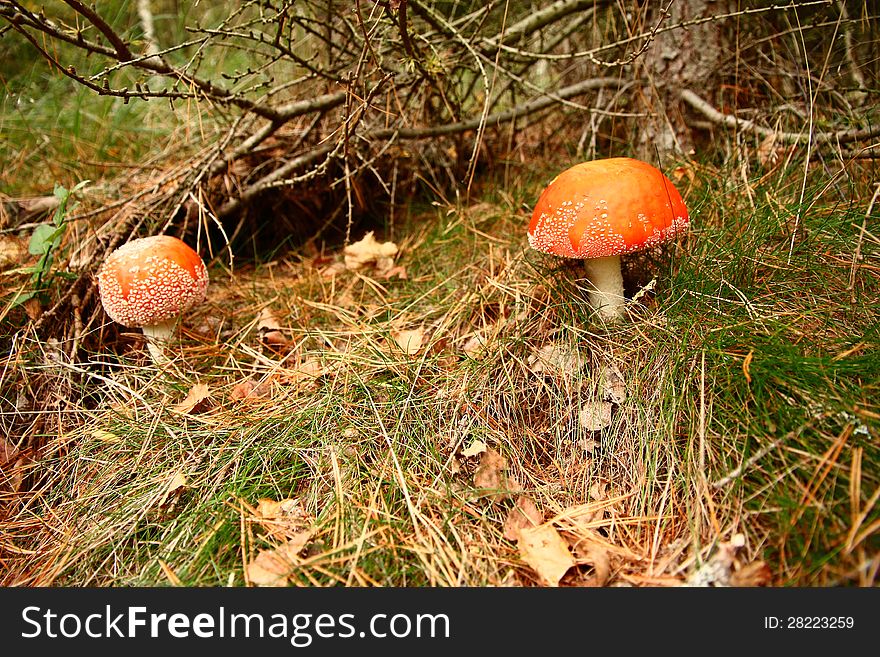 Poisonous mushroom with a red hat. Poisonous mushroom with a red hat