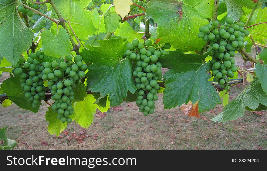 Grapes in green clusters hanging on grapevine. Grapes in green clusters hanging on grapevine.