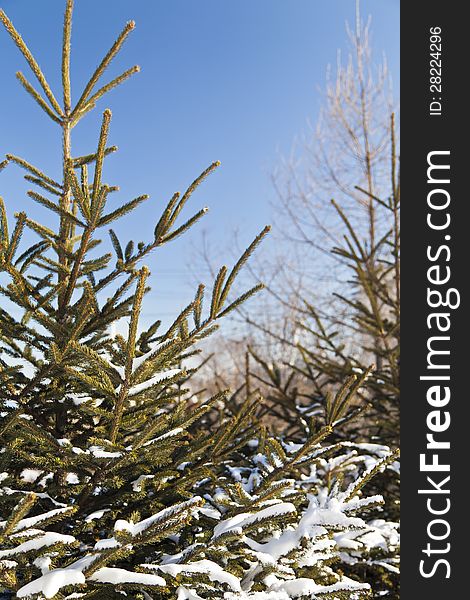 Fir-tree in snow in the bright winter afternoon