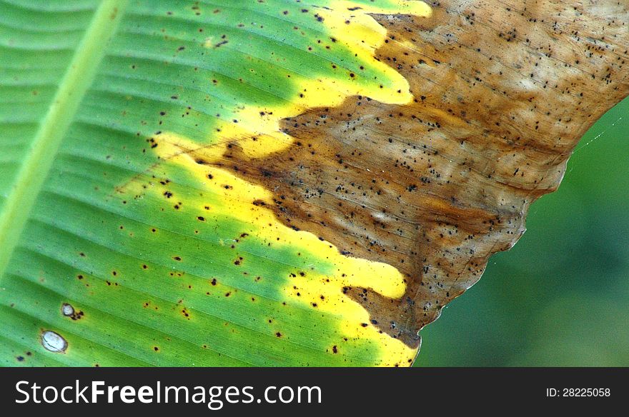 Banana leaves begin to dry. Banana leaves begin to dry