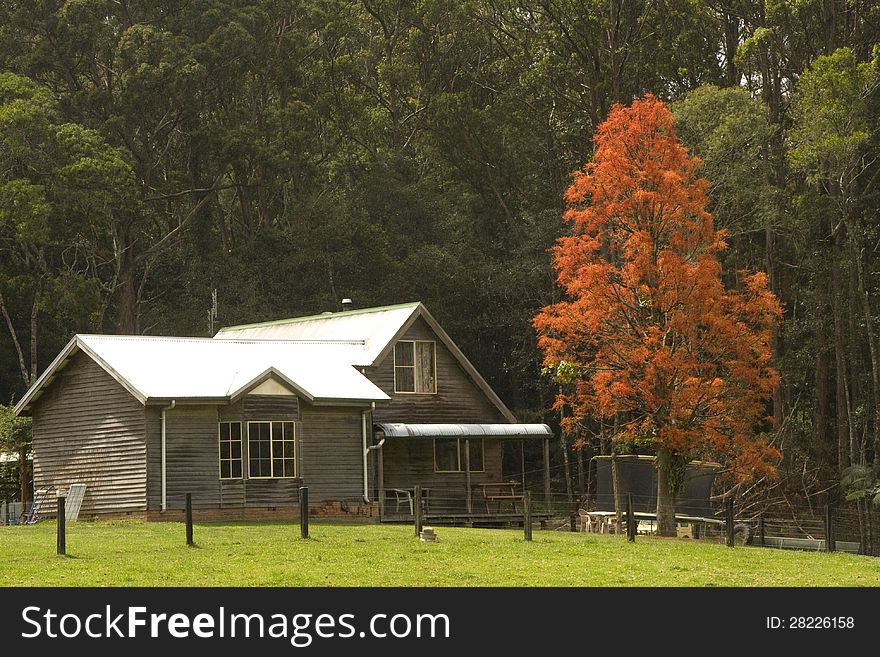 A timber Cottage on a hill backed by forest with a flame tree in the front yard