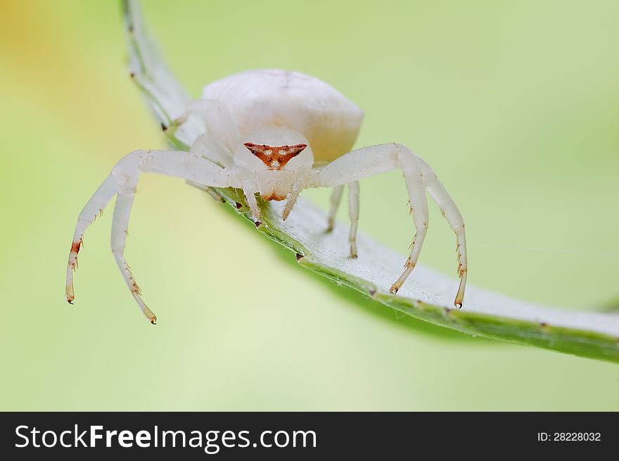 White and fat spider, Calm demeanor seemed very relaxed