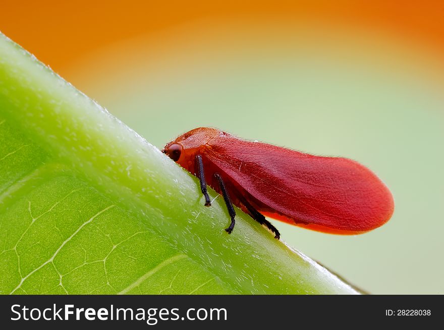 Red cicada
