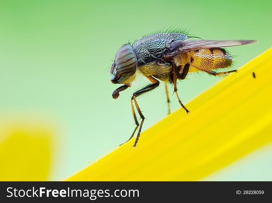 The Fly On Flowers