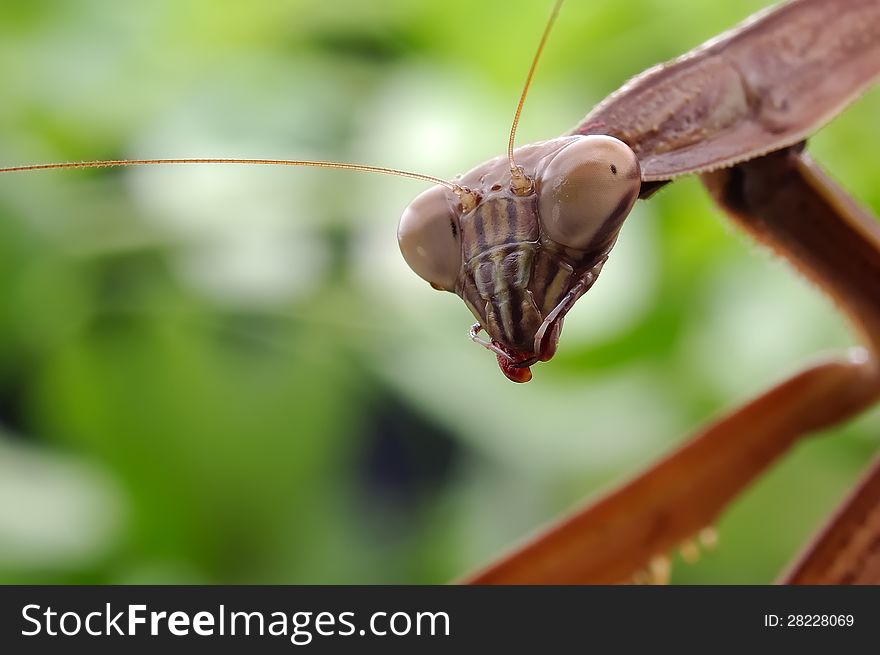 Focus of look in the eyes, Clear compound eye, Serious face. Focus of look in the eyes, Clear compound eye, Serious face