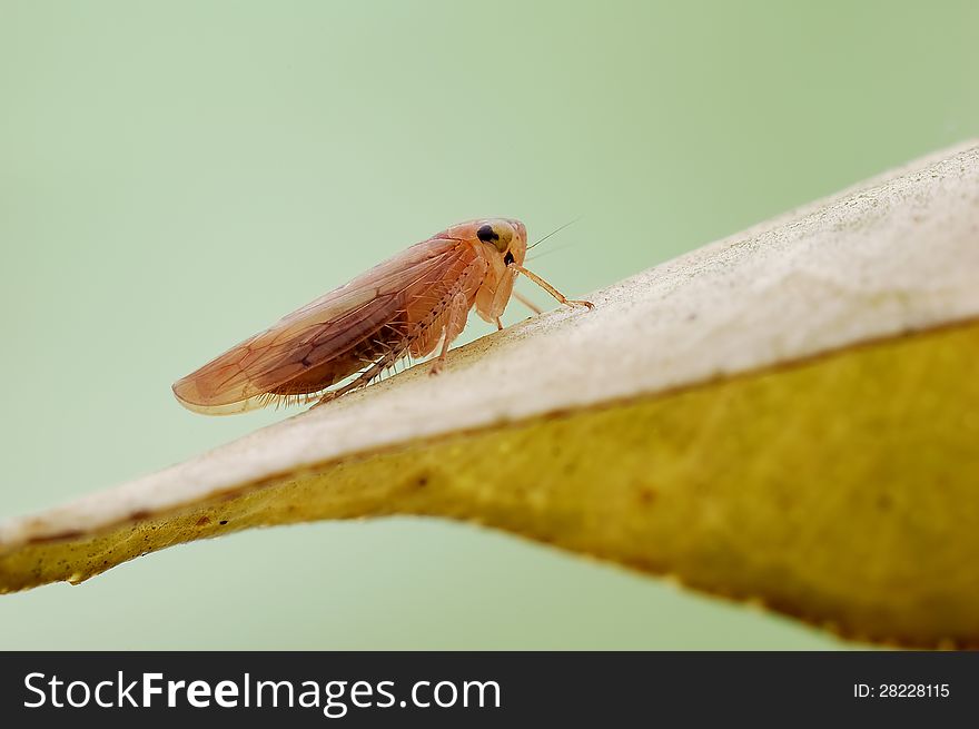 Small Cicada