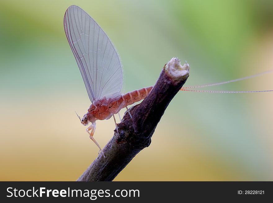 Mayfly or Ephemeroptera, A kind of of ancient and magic Insects, The most primitive winged insects,Their wings can not be folded,