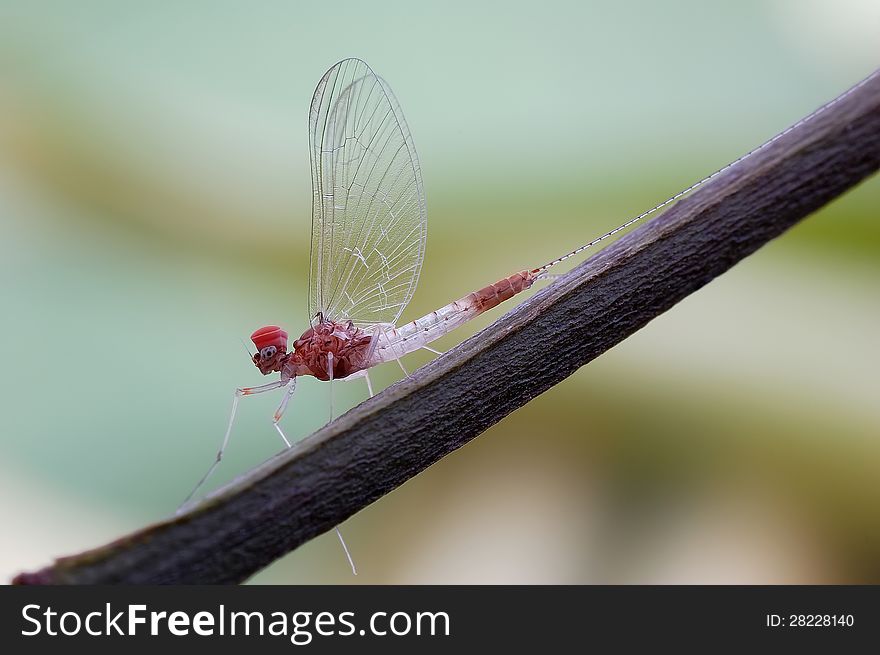 Mayfly or Ephemeroptera,A kind of of ancient and magic Insects,beautiful but short-lived,the temptation of the cake eyes