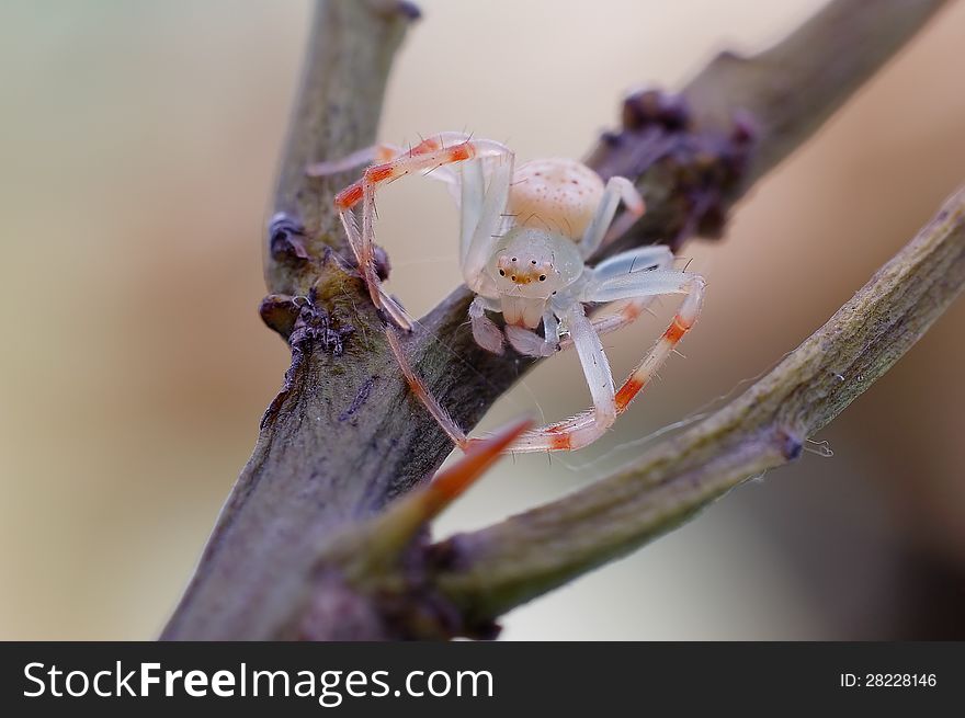 Small very photogenic little spider,Red and white legs even more likable. Small very photogenic little spider,Red and white legs even more likable