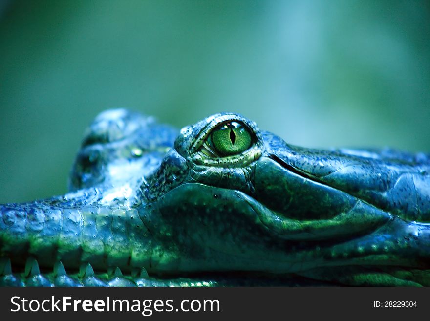 Closeup of long-nosed crocodile named Gharial. Closeup of long-nosed crocodile named Gharial