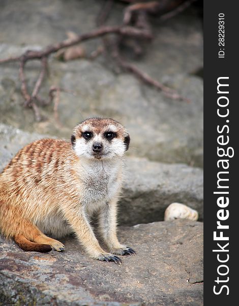 Closeup of alert meerkat on gray stone background