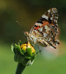 Free Butterfly With Padded Wings On The Nature Royalty Free Stock Photos - 282200128