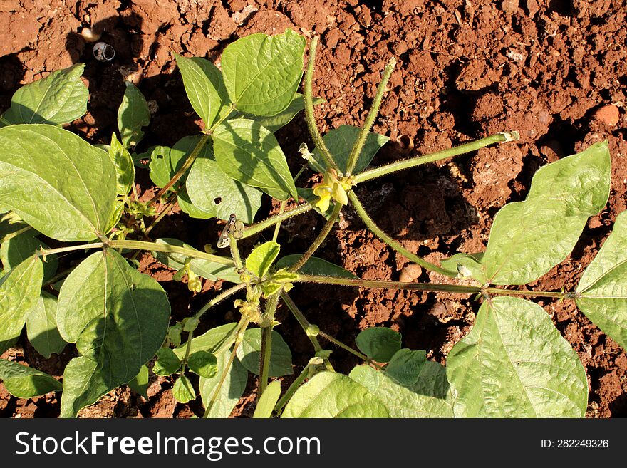 Mung Bean Plant In Agriculture Land