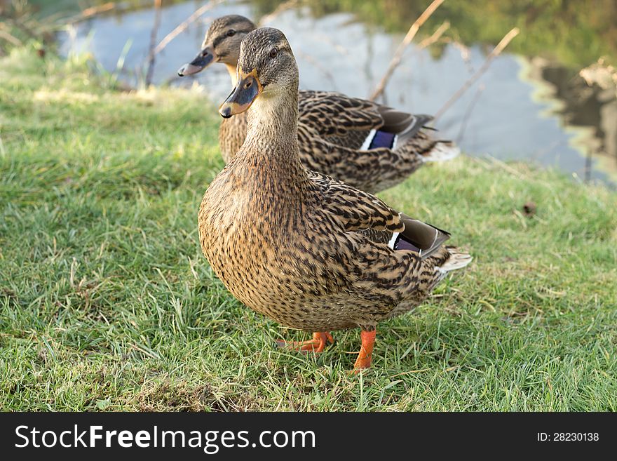 Two wild female ducks on the grass. Two wild female ducks on the grass