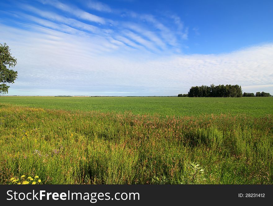 Summer landscape with green field and blue sky. Omsk Region. Russia.