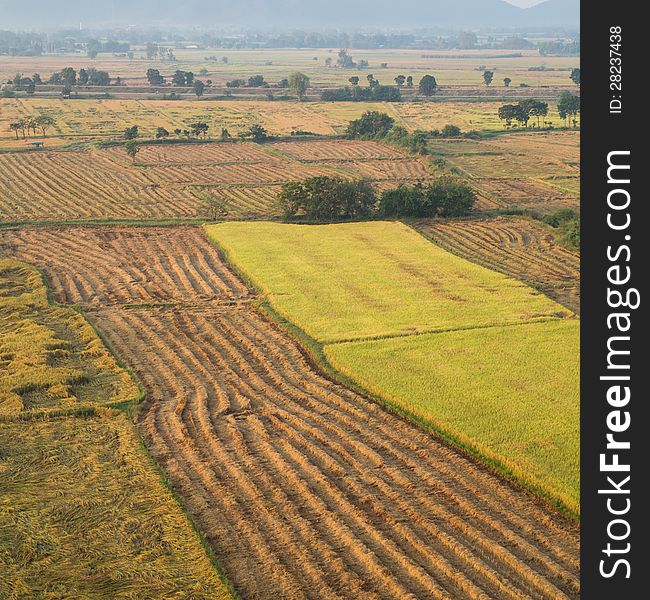 Planting rice in the rice fields