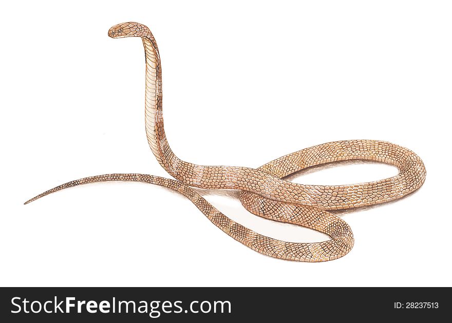 King cobra snake