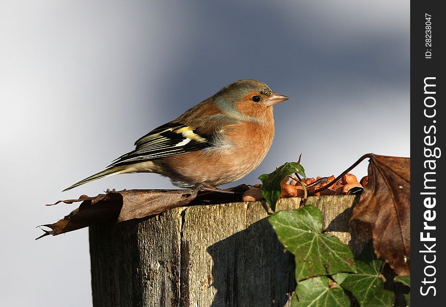 Close up of a male chaffinch on a tree stump in autumn