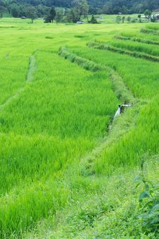 Terraced Rice Field, Northern Of Thailand Royalty Free Stock Images