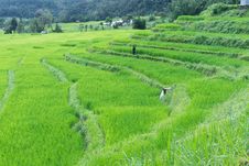 Green Rice Field Of Thailand Royalty Free Stock Photos